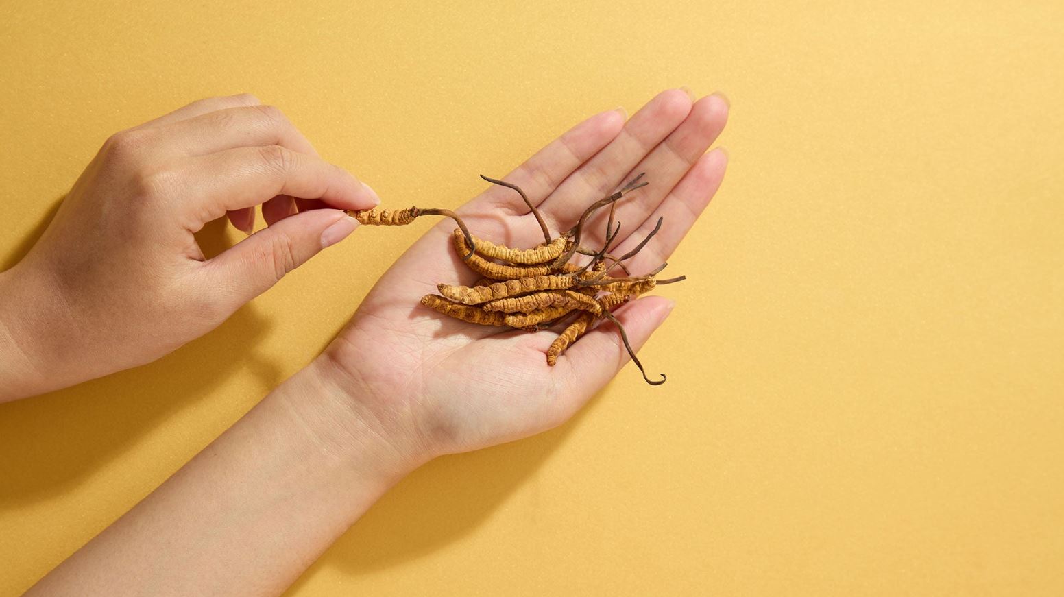 Đông trùng hạ thảo và hoa đông trùng hạ thảo: Sự khác biệt, lợi ích và cách sử dụng